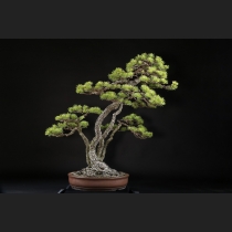 五葉松 約120年
