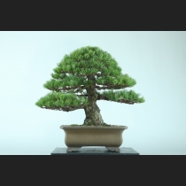 五葉松  約80年