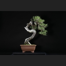 赤松 約100年