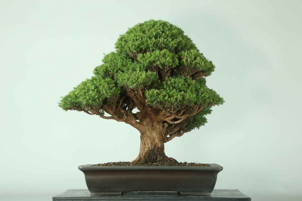 スーパーセール期間限定 ５の付く日曜日ポイント5倍 盆栽 天山杉 盆栽用苗木 bonsai 販売 360度動画付き