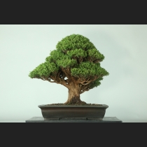 杉  約80年