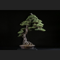 五葉松 約120年