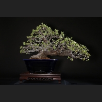 花梨 約60年