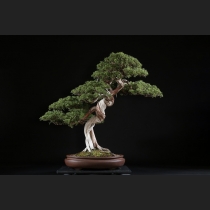 真柏 約250年