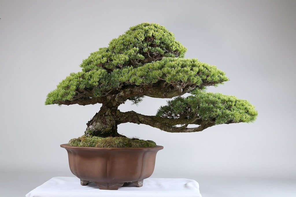 ブラウン×ピンク 那須五葉松 盆栽 - 植物/観葉植物