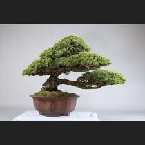 五葉松（那須娘）約60年