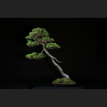 五葉松 約100年
