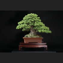 那須五葉松 約70年