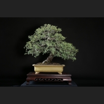 磯ザンショウ 約60年