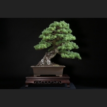 五葉松 約120年