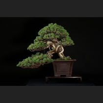 真柏 約60年