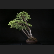 五葉松 約120年
