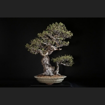 花梨 約120年