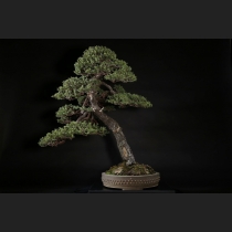蝦夷松 約150年