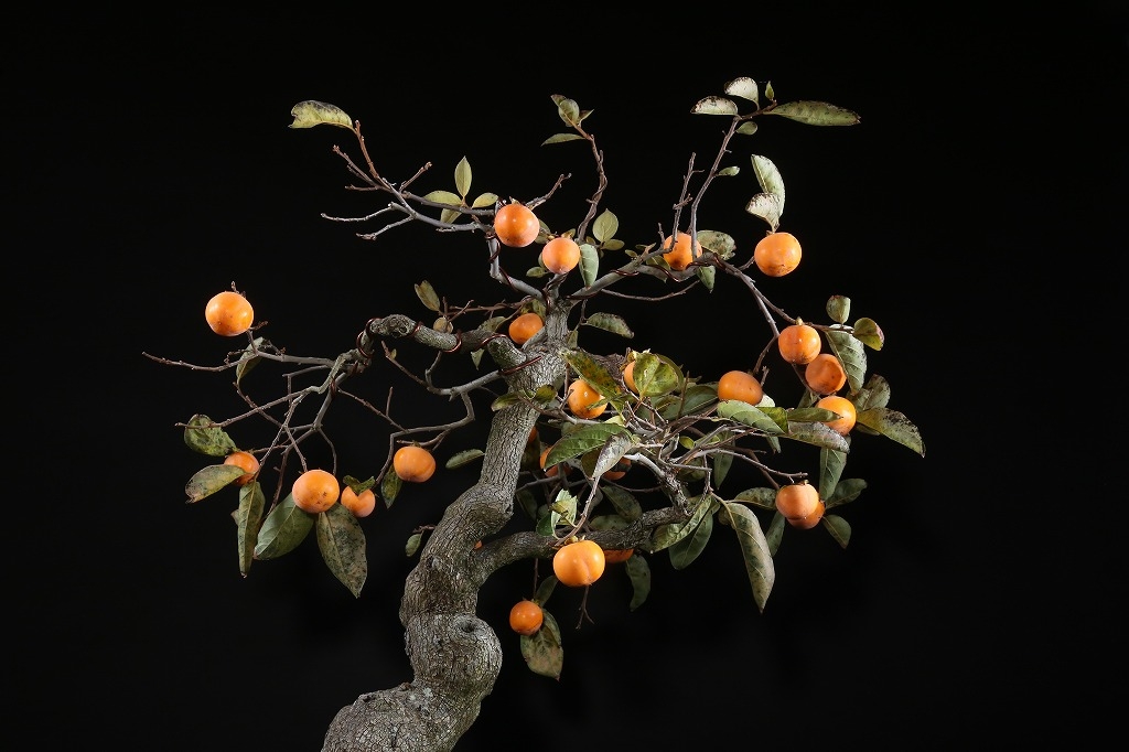 GINGER掲載商品】 山本雄次 鉢 柿と蟹 新品未使用 陶芸 - abacus-rh.com