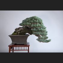 五葉松 約120年