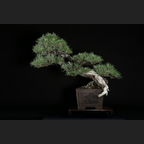 黒松 約100年