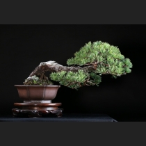 五葉松 約100年