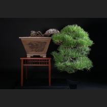 黒松 約100年