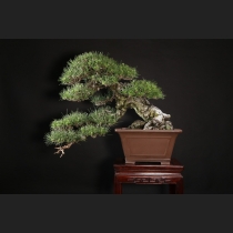 黒松 約120年