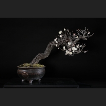 野梅（白一重咲）約80年