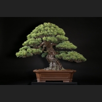 五葉松 約150年