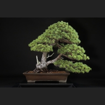 五葉松 約120年