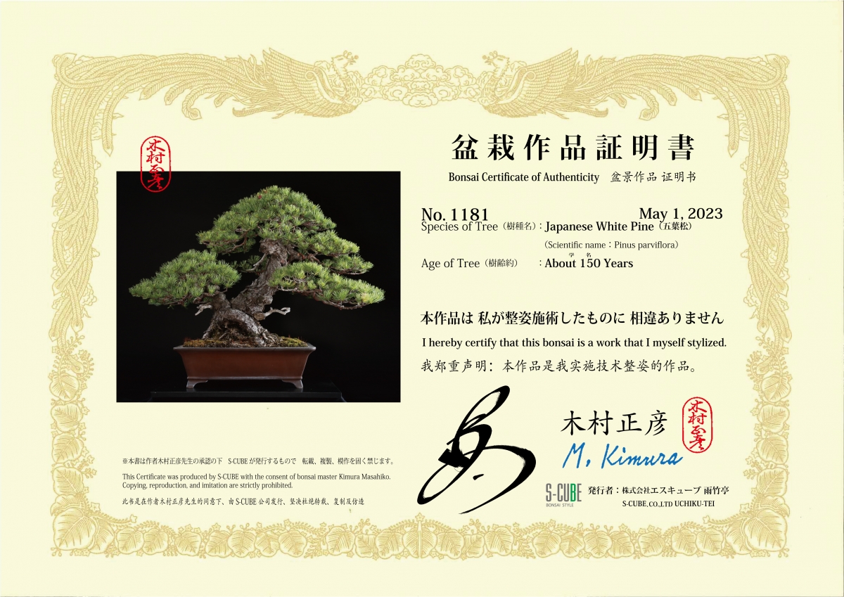 K69 五葉松 約150年 | 雨竹亭オンラインショップ
