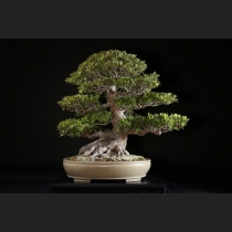 皐月（若恵比寿）約80年