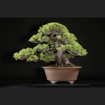 那須五葉松 約120年