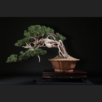 真柏 約100年