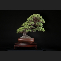 五葉松 約100年