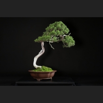 真柏 約120年