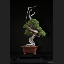 糸魚川真柏 約250年