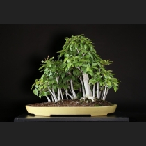 ブナ寄植え 約60年