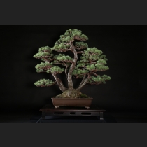 五葉松 約100年