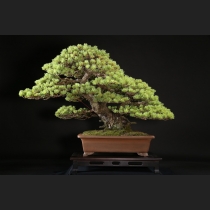 五葉松 約120年