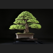 五葉松 約100年