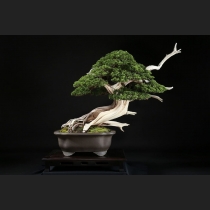 真柏 約200年