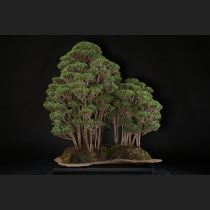 桧寄植え 約60年