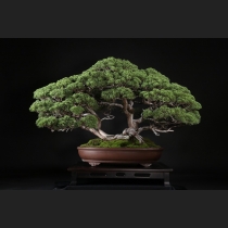 真柏 約100年