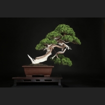 真柏  約150年