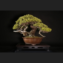 那須五葉松 約150年