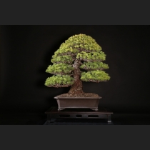 五葉松 約80年