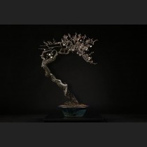 野梅（白一重咲）約120年