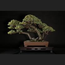 五葉松 約120年