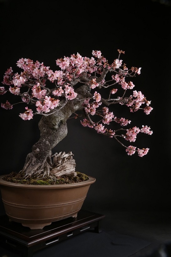 河津桜 約60年 | 雨竹亭オンラインショップ