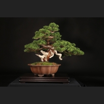 真柏 約50年