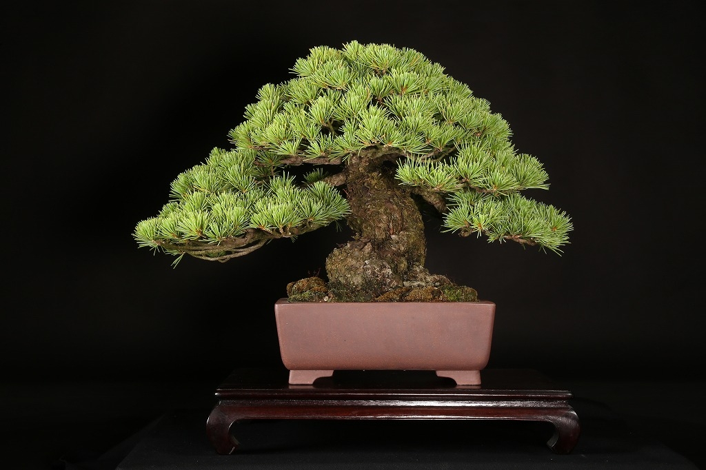 2極タイプ 那須五葉松盆栽 - crumiller.com