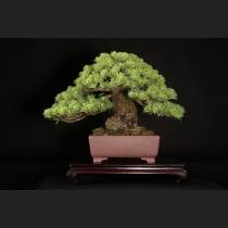 那須五葉松 約100年